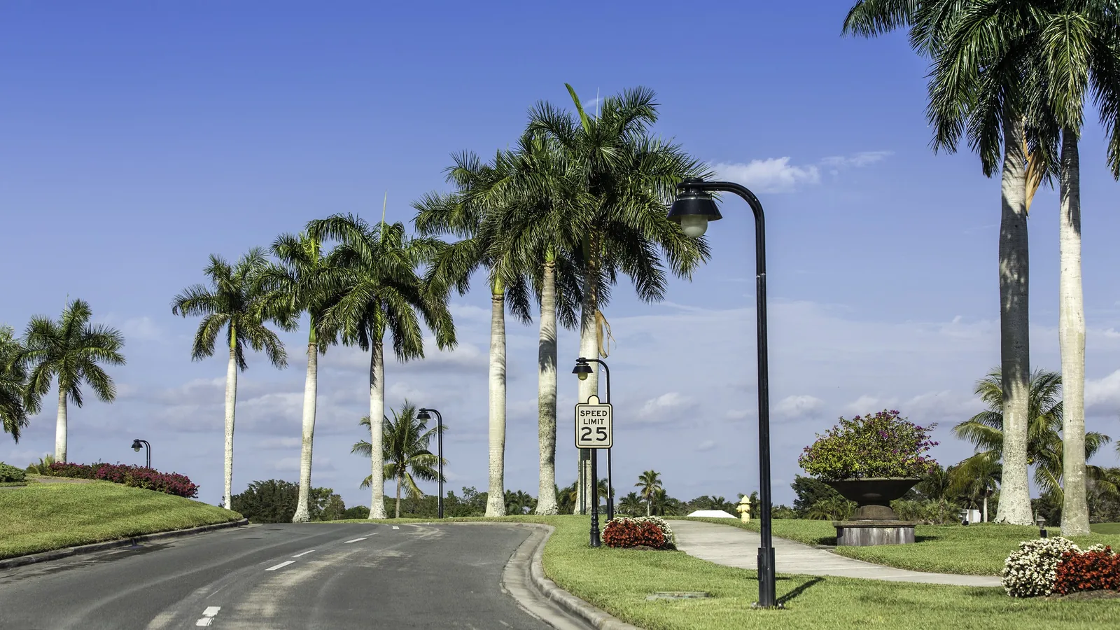 Royal palms lining a road in a Southwest Florida neighborhood under a blue sky.